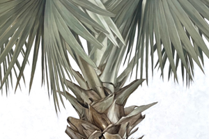 Palm